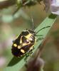 Eurydema oleracea